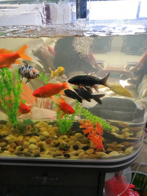 魚缸